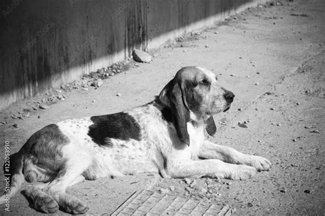 Sad Lonely Dog Stock Photo Adobe Stock
