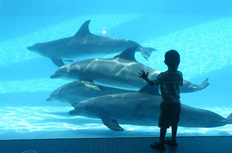 Dolphinbay Wikimedia Commons Earth Buddies