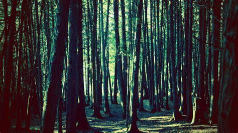 Aesthetic Forest Wallpapers Top Free Aesthetic Forest Backgrounds