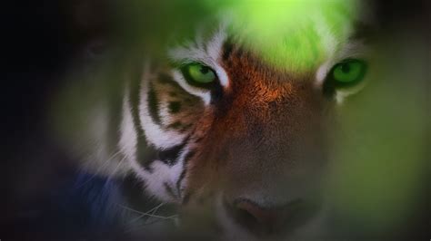 Tiger Eyes Wallpapers Hd Wallpapers Id 28866