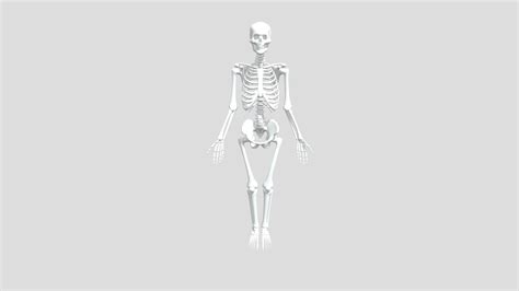 Skeleton Rig 3d Model By Tesuyanigara D8ff367 Sketchfab