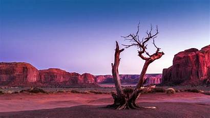Dead Tree Alone Stand Standing Wallpapers Desert
