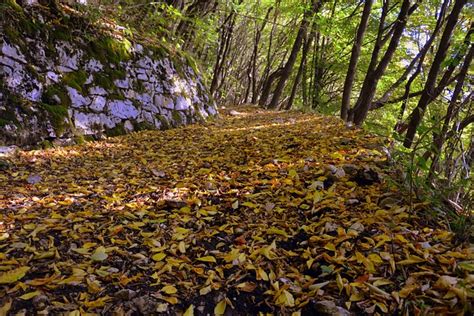 Excursion Forest Autumn Free Photo On Pixabay Pixabay