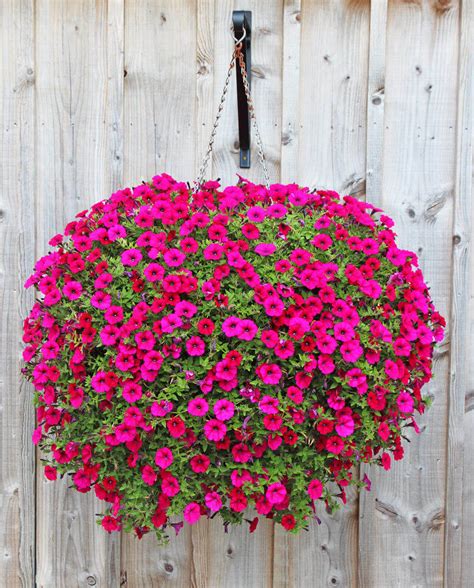 70 Hanging Flower Planter Ideas Photos And Top 10 Home Stratosphere