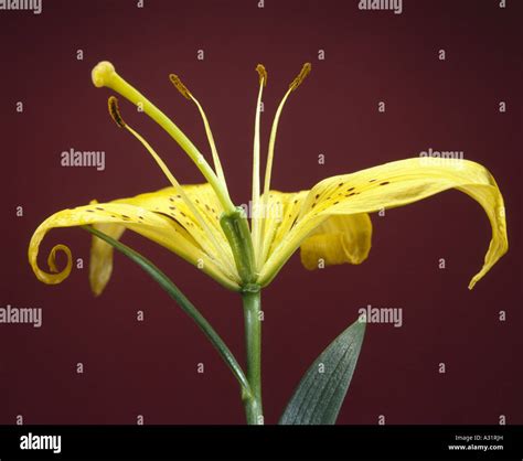 Flower Parts On Lily Lilium Sp Shows Pistil Stigma Style Ovary
