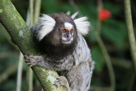 Venta De Mascotas Exóticas Legales En México Monos Tití