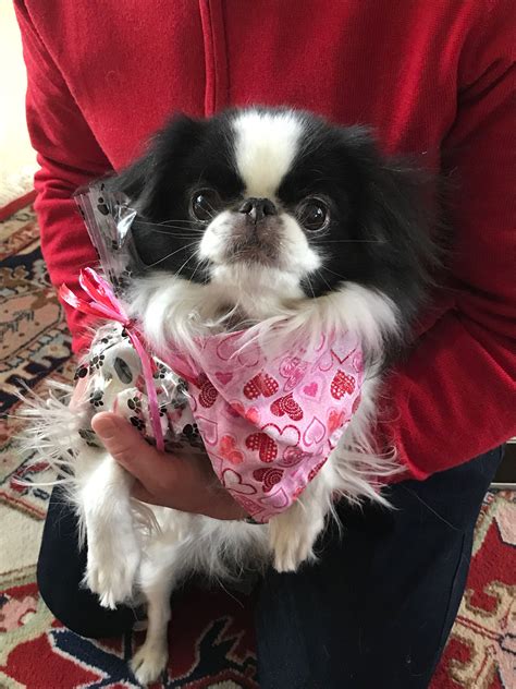 Pin By Leigh Anne Neal On Everything Chin Japanese Chin Dog Japanese