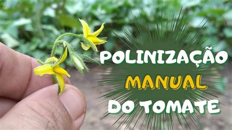 Polinização Manual Do Tomateiro Youtube