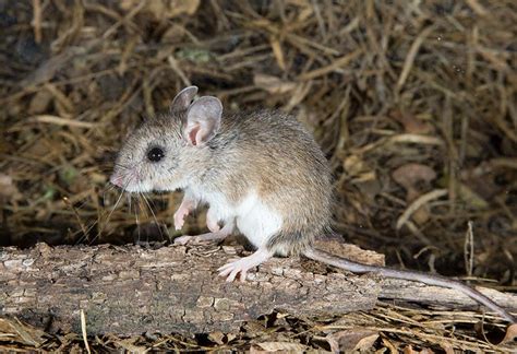 Deer Mouse Habitat Diet Size Identification Facts And Pictures