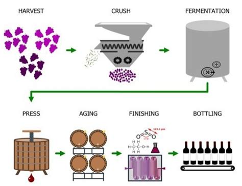 Welcome To Wine Wine Making Wine Making Wine Making Process