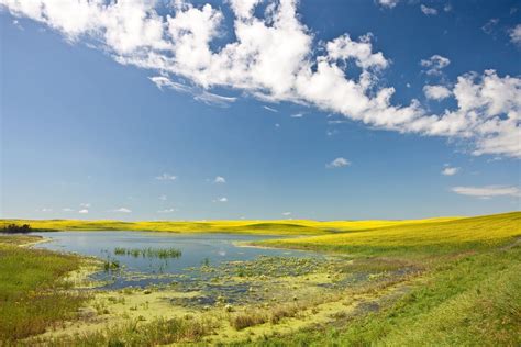 Draining Wetland Ponds For Agriculture Expected To Have Large Impacts