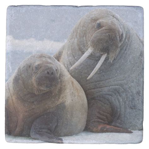 Walrus Cow And Calf Rest On A Sea Ice Floe Stone Coaster Zazzle Walrus Cow Calf Sea Ice