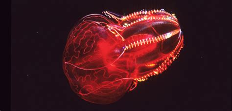 Bloodybelly Comb Jelly Facts