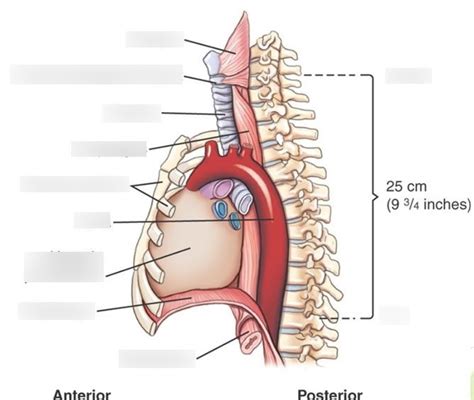 Esophagus Aorta Anatomy My Xxx Hot Girl