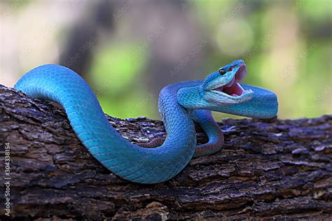 Blue Insularis Pit Viper Snake Trimeresurus Albolabris Venomous Snake