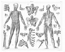 Human anatomy muscle and bones - Free Vintage Illustrations