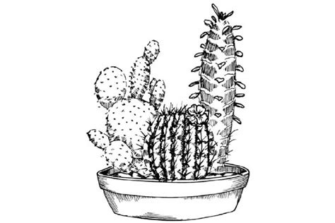 We hope your cactus looks very cool. Cactus drawing: Simple, Easy, Realistic and with Flower