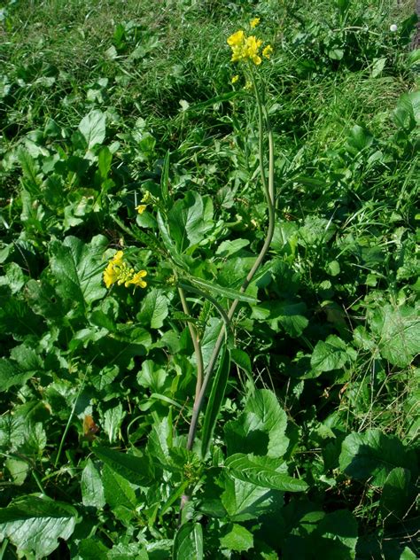 Brassica Juncea L Czernajew