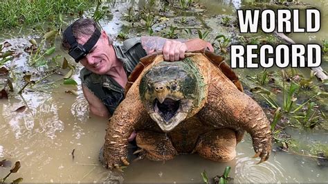 WORLD RECORD ALLIGATOR SNAPPING TURTLE Dangerous Monster Catch With Bare Hands Lbs YouTube