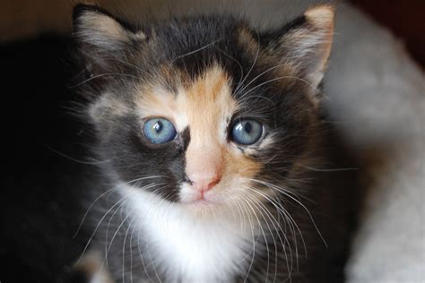 What Is A Calico Cat With Images Cat World