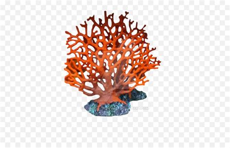 Sea Coral Png 1 Image Transparent Background Coral Reef Png Coral Png