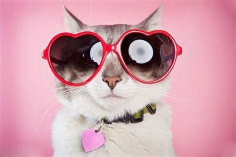 Cute Cats Wearing Glasses Cuded Süße Katzen Katze Mit Brille Katzen