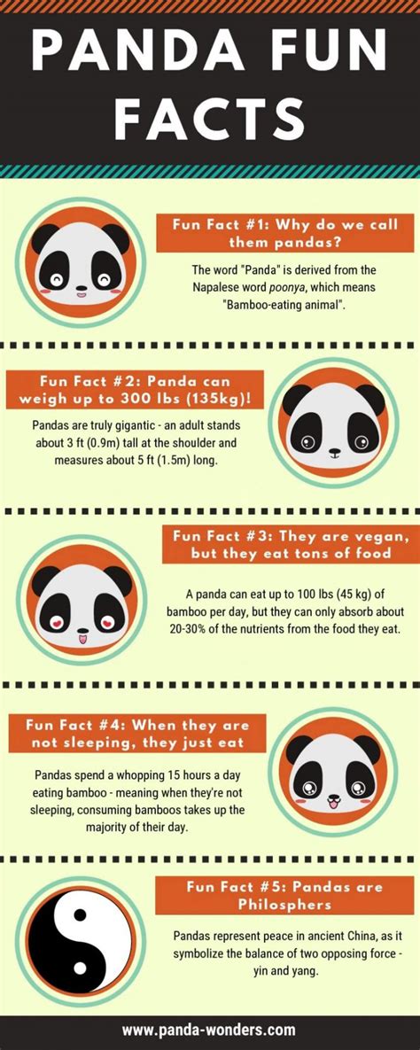 Giant Panda Fun Facts Infographic Portal