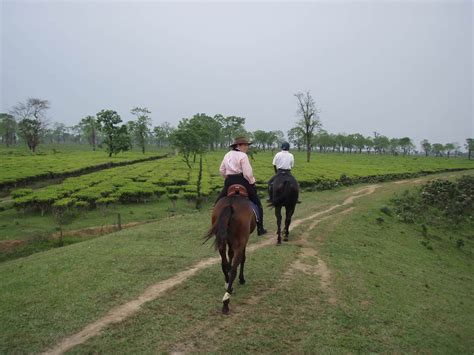 Horseback Holidays Assam India Travel Pundits