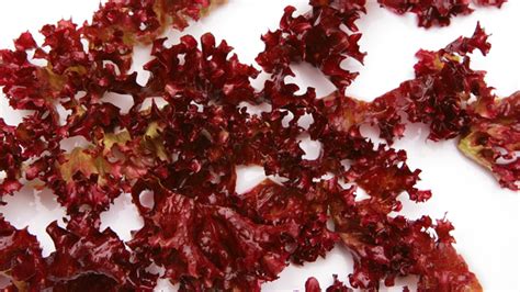 10 Different Types Of Edible Seaweed With Images Asian Recipe