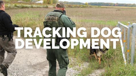 Tracking Dog Development For Law Enforcement Youtube