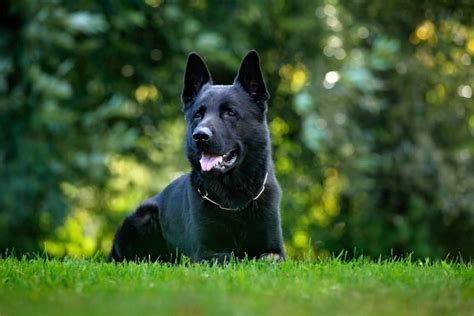 Presently, we are breeding large mahogany red. 7 Things You Didn't Know About The Black German Shepherd ...