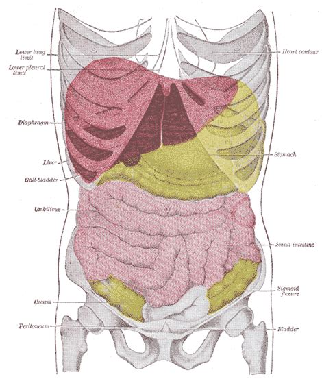 Surface Markings Of The Abdomen Human Anatomy
