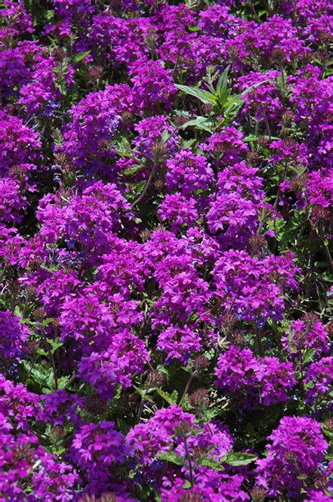 Homestead Purple Verbena Verbena Homestead Purple In Richmond