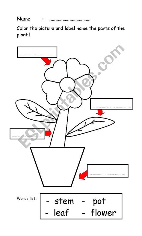 Parts Of A Plant Esl Worksheet By Feelie