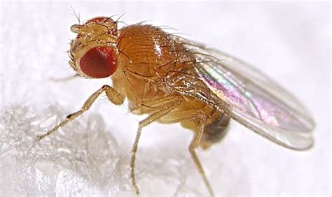 Fruit Fly Model Of Fshd Is Now Available Fshd Society