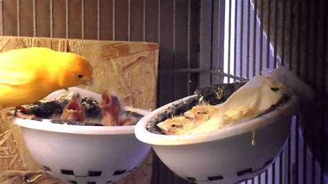 Baby Canaries Feeding Youtube