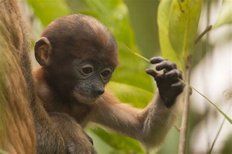 They have complex, chambered stomachs that rely on a host of symbiotic. Baby Proboscis monkey - A Good Place
