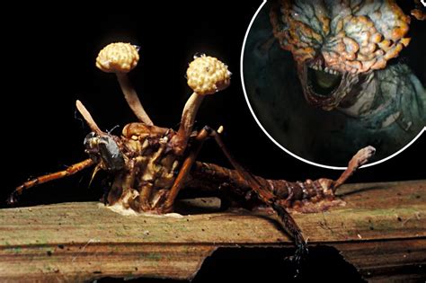 Last Of Us Zombie Fungus Is Real — And Just One Of Many