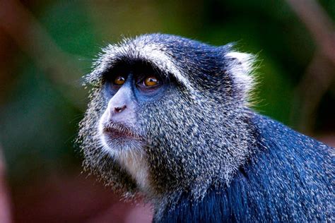 Blue Monkey — Destination Uganda Travelers