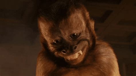 Monkey Gifs Find Share On Giphy