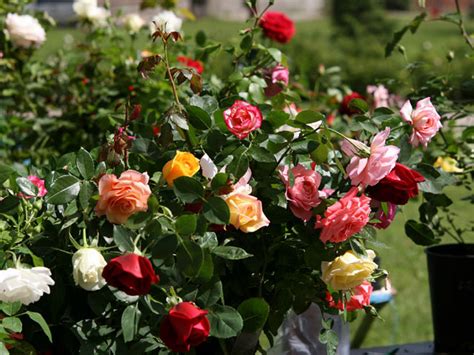 Via Existencial Como Tener Rosas Todo El AÑo En Su Jardin O BalcÓn