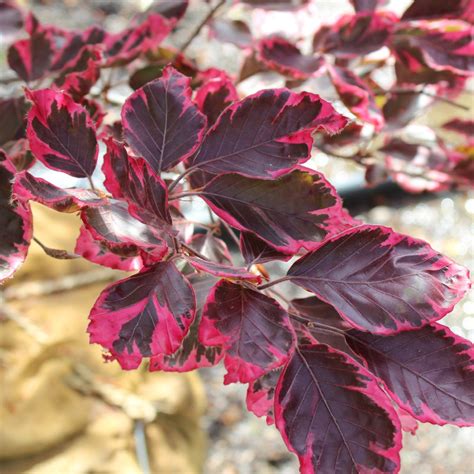 Fagus Sylvatica ‘tricolor Tricolor Beech Doty Nurseries