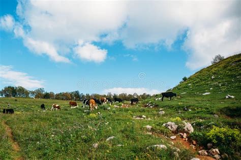 Cows Grazing On Green Meadow In Mountains Cattle On A Mountain Pasture