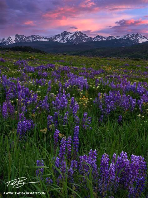 Sunset Over The Colorado Gore Mountain Range With Colorful Lupine