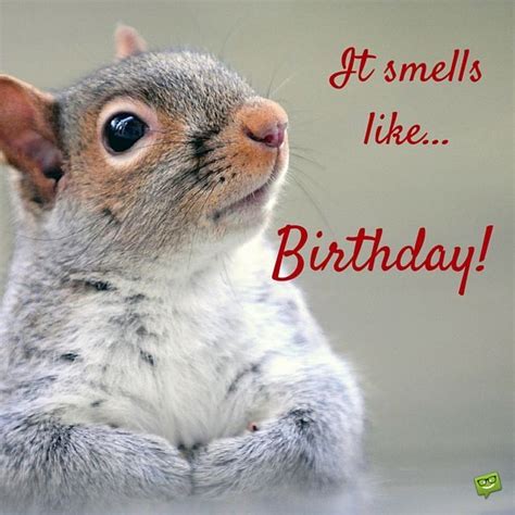 Image Result For Squirrels Birthday Meme Happy Birthday Squirrel