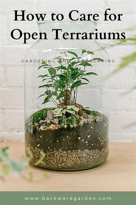 Caring For Open Terrariums In 2020 Open Terrariums Diy Succulent