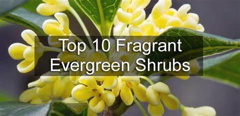 Top 10 Fragrant Evergreen Shrubs