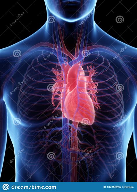 Le coeur humain illustration stock. Illustration du humain - 137359266