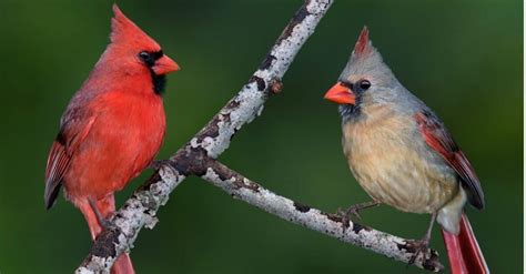 10 Incredible Northern Cardinal Facts A Z Animals