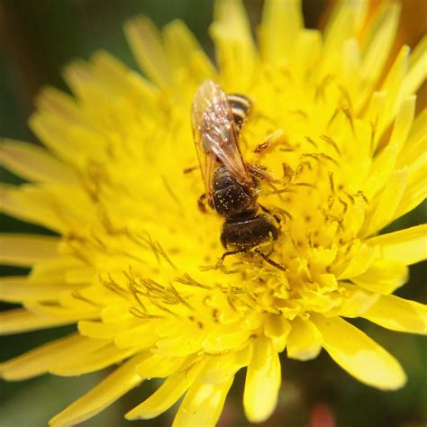 This beautiful annual plant grows well. TOP 10 BEE-FRIENDLY FLOWERS - Beekeeping Like A Girl